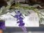 Umělá květina - Kvetoucí girlanda, fialová, 180 cm