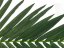 Umělá květina - List kokosové palmy, 150 cm