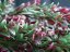 Umělá květina - Šlahoun zeleno-červené rostliny, 105 cm
