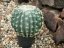 Umělá květina - Kaktus v květináči, 34 cm