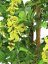 Umělá květina - Vistárie žlutá, 180 cm