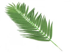 Umělá květina - Kokosový palmový list střední, 110 cm, 12 ks