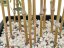 Umělá květina - Bambus v černém květináči, 150 cm