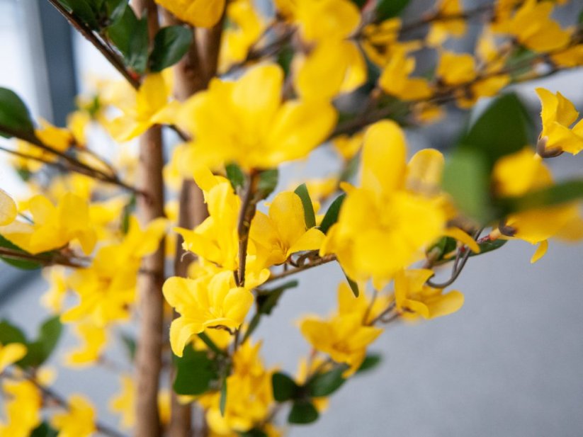 Umělá květina - Zlatnice se 4 kmeny žlutá, 150 cm