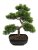 Umělá květina - EUROPALMS Borová bonsai, umělá rostlina, 50cm