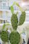 Umělá květina - Kaktus Nopal, 75cm
