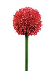 Umělá květina - Okrasný česnek červený, 55 cm