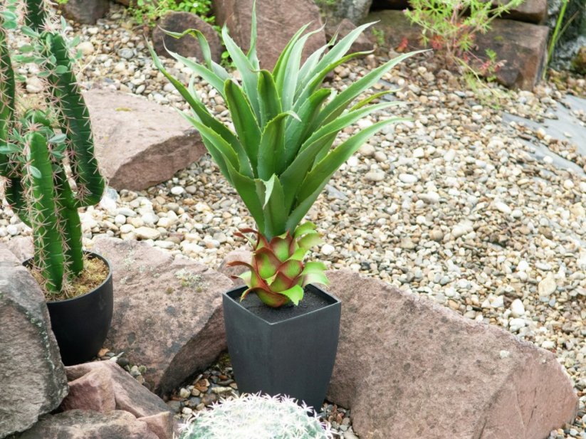 Umělá květina - Agave kaktus s květináčem, 75 cm