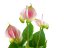 Umělá květina - Anthurie, bílo-růžová