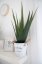 Umělá květina - Aloe-Vera rostlina, 60 cm
