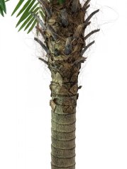 Umělá květina - Phoenix palma Luxor, 150 cm