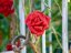 Umělá květina - Girlanda z růží, červená, 145 cm