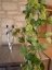 Umělá květina - Chmelová girlanda, 170 cm