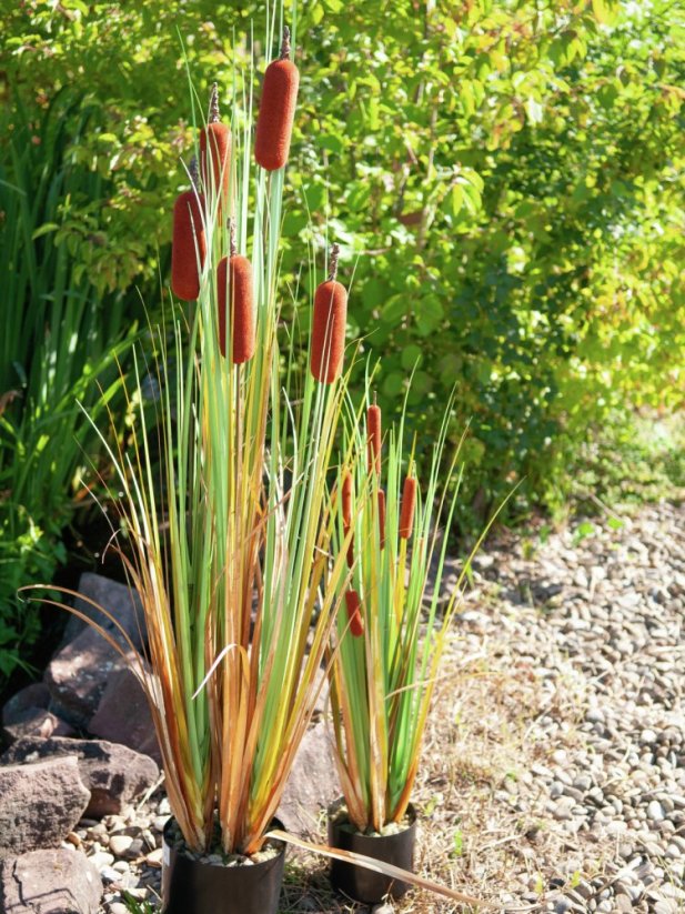 Umělá květina - Orobinec, říční rákosí s doutníky, 150 cm