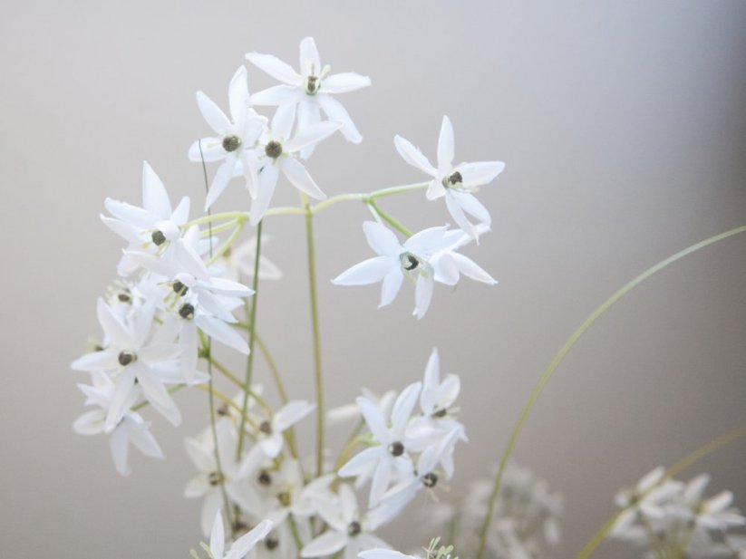 Umělá květina - Jasmínová tráva s bílými květy, 130 cm