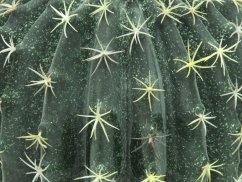 Umělá květina - Kaktus v květináči, 34 cm