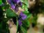 Umělá květina - Bougainvillea fialová, 150 cm