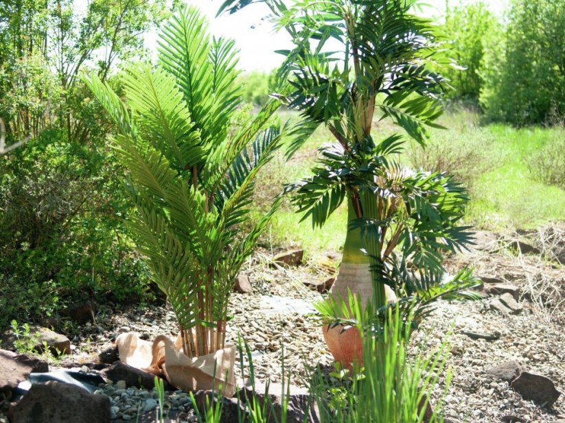 Umělá květina - Kentia palma, 140 cm
