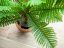 Umělá květina - Cykas palma, 70 cm