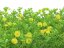 Umělá květina - Umělá tráva, zeleno-žlutá, 25x25cm