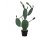 Kaktus Nopal, 76cm