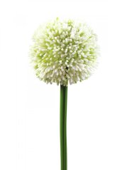 Umělá květina - Okrasný česnek krémový, 55 cm