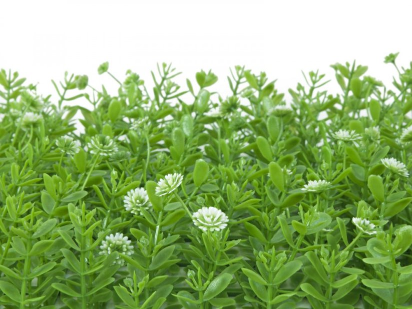 Umělá květina - Umělá tráva, zeleno-bílá, 25 x 25 cm