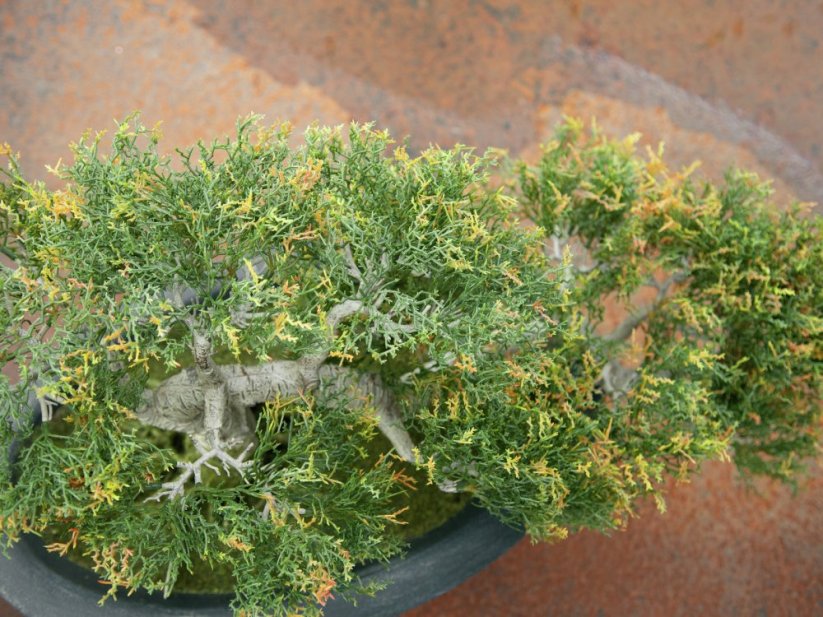 Umělá květina - Bonsai Cedr, 40 cm