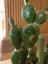Umělá květina - Kaktus mix v květináči, 54cm