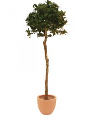 Umělá květina - Vavřín kulatý strom, 180 cm