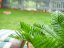 Umělá květina - Cykas palma, 70 cm