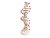 Model DNA