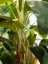 Umělá květina - Banánovník, 240cm