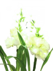 Umělá květina - Arum sada bílá, s bílými LED diodami, 85 cm