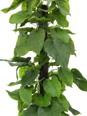 Umělá květina - Pothos strom, 180 cm