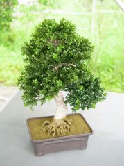 Umělá květina - Bonsai v truhlíku