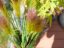Umělá květina - Péřová tráva, růžová, 90cm