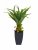 Agave kaktus s květináčem, 75 cm