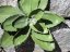 Umělá květina - Agáve zelená, 45 cm