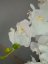 Umělá květina - Orchidej s bílými květy, 80 cm