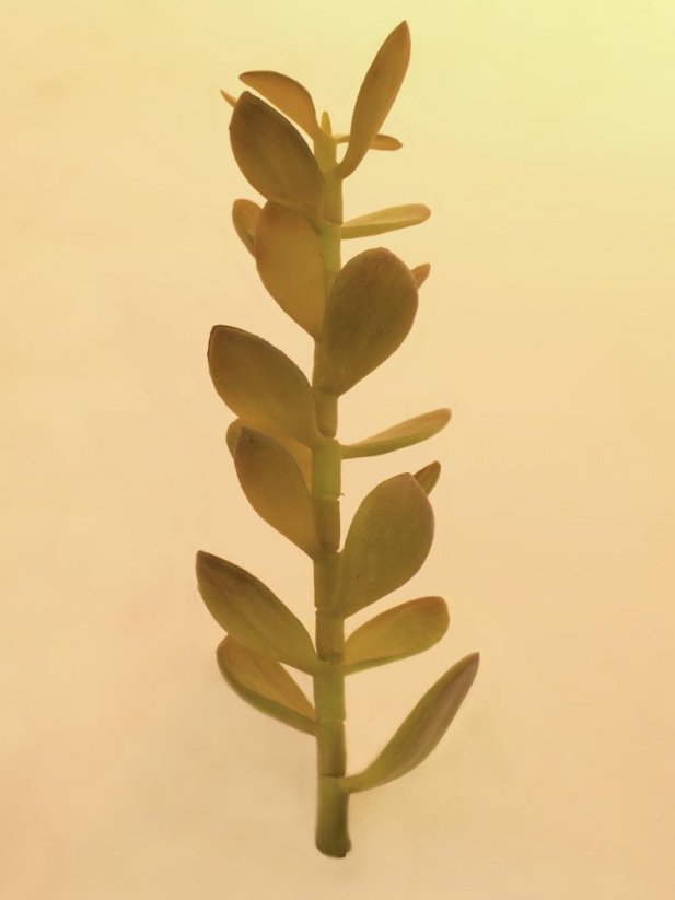 Umělá květina - Penízovka-výhonek, 30cm
