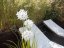 Umělá květina - Okrasný česnek s bílými květy, 120 cm