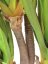 Umělá květina - Šavlozubá agáve, 185 cm