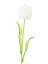 Umělá květina - Tulipán bílý – křišťálový, 61 cm, 12 ks