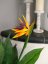 Umělá květina - Europalms Rajský květ, 90cm