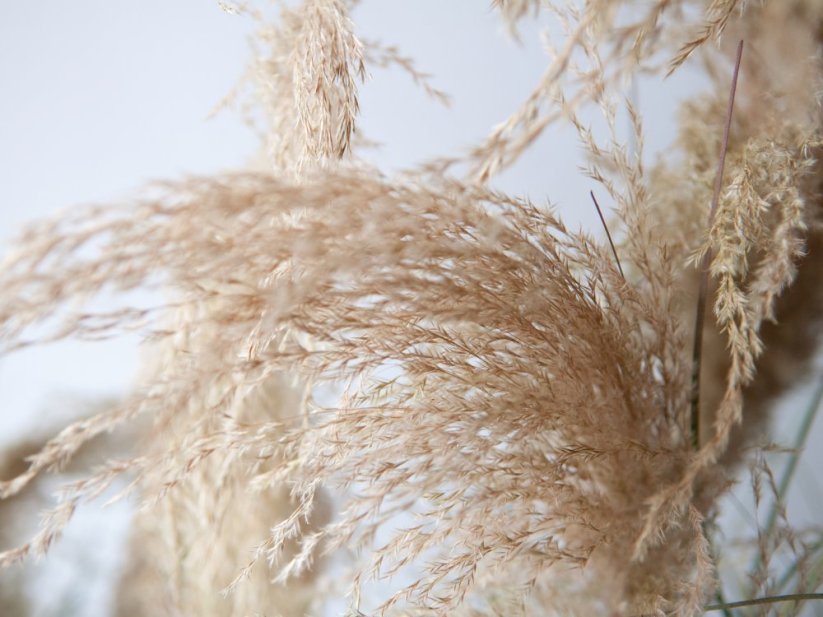 Umělá květina - Čínská stříbrná tráva, 140 cm