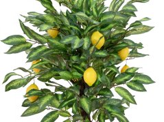 Umělá květina - Citronovník s plody, 150 cm