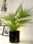 Umělá květina - Fan palma, 55cm