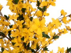 Umělá květina - Zlatnice se 4 kmeny žlutá, 120 cm