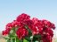 Umělá květina - Červená Pelargonie, 42 cm